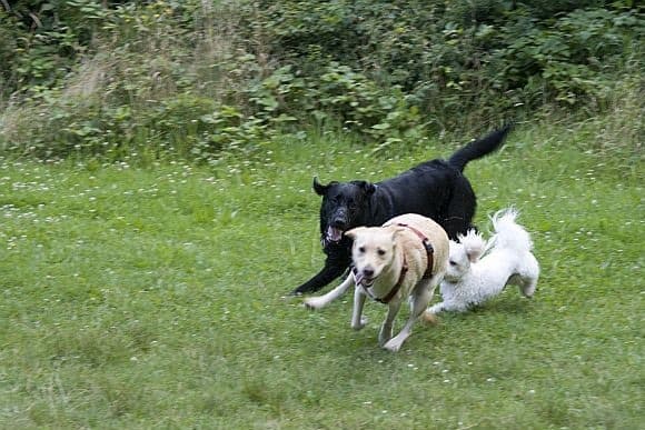 0007 Grillfest 2008 007